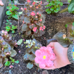 Escola d'estiu d'art (fang, joies, pintura, etc).